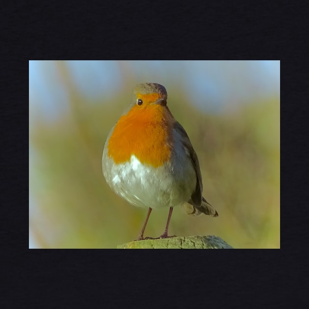 ROBIN REDBREAST by dumbodancer